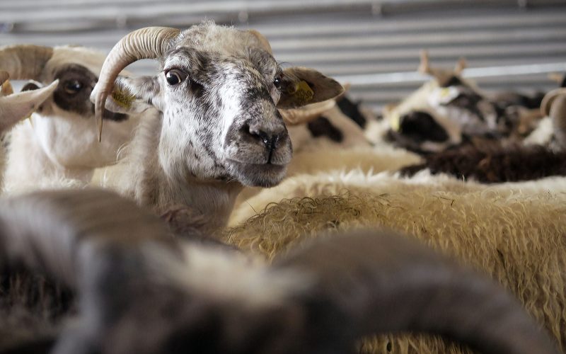 portrait-sheep