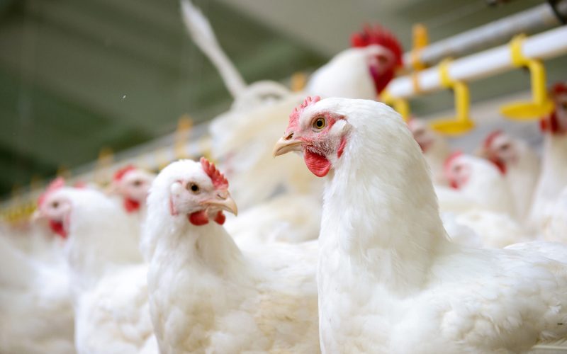 Modern chicken farm, production of white meat